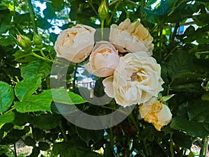A bouquet of a white reses photo