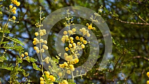 Beautiful babul flower Vachellia nilotica on the branch.