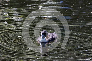 A beautiful baby American Coot bird swimming on a lake