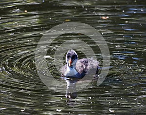 A beautiful baby American Coot bird swimming on a lake