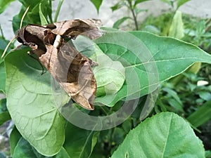 A beautiful baby butterfly has growth by nature, stay in a green plants