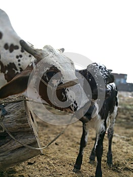 Beautiful Baby Calf with his Mother Cow