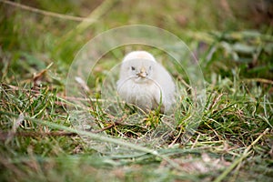 Beautiful baby chicken.