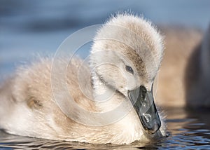 Beautiful baby cygnet mute swan chicks fluffy grey and white in blue lake water with reflection in river