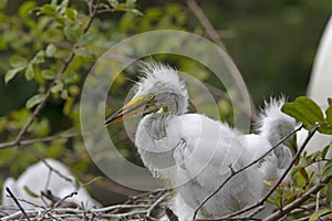 Beautiful baby egret bird photo