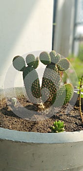 Beautiful baby green cactus image