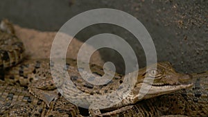 Beautiful Baby Orinoco Crocs, Wisirare, Colombia