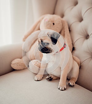 Beautiful baby puppy pug sitting in chair with rabbit toy