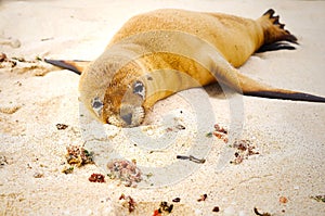 Beautiful baby sea lion in san cristobal galapagos islands