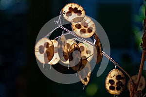 Beautiful back lit honesty seed pod with a hidden preying mantis