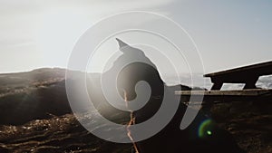 Beautiful back lit silhouette of happy German shepherd dog sitting still at amazing sunny windy sea beach slow motion.