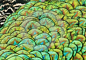 Beautiful backdrop of bright, colorful feathers of a bird peaco