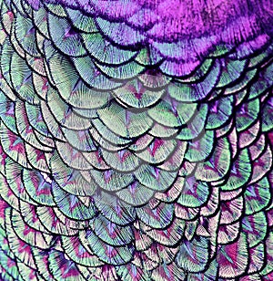 Beautiful backdrop of bright, colorful pattern of feathers wond