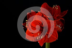 Beautiful background with amaryllis; Amaryllis Belladonna