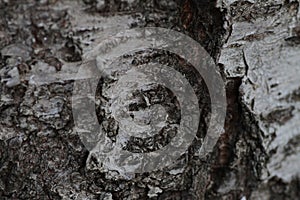 Beautiful background, bark of an old cherry and mulberry tree.