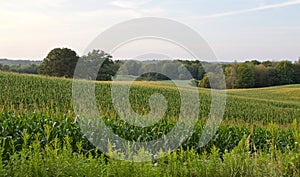 Beautiful background with a beautiful corn field