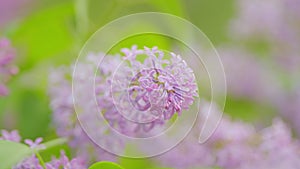Beautiful background of blooming lilac flowers. Beauty fragrant tiny flowers open. Slow motion.