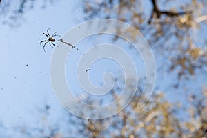 Beautiful background of blue sky and high tree and close-up of a spider with with his web. Beautiful forest life.