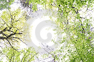 Beautiful background with branches of mixed forest trees for print advertising, messages