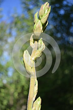 Beautiful buds Yucca glauca in evening light. Close up shot