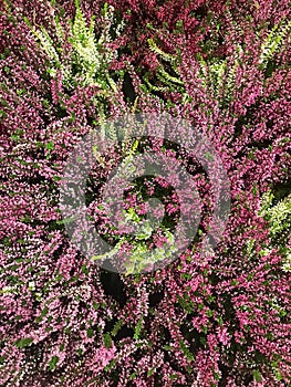 The beautiful background of burgundy Heather