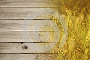 Beautiful background for designer, light boards of natural wood on left and golden ripe ears of wheat on right, concept of rich