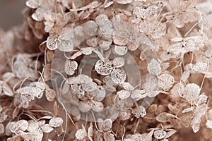 Beautiful background of dry faded Hydrangea flowers in vintage style, close-up.