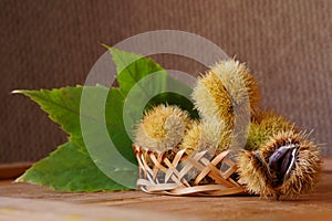 Beautiful background with edible chestnuts Castanea sativa or Castanea vesca