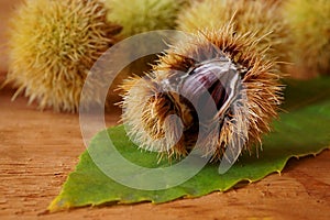 Beautiful background with edible chestnuts Castanea sativa or Castanea vesca