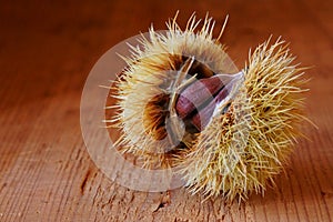 Beautiful background with edible chestnuts Castanea sativa or Castanea vesca