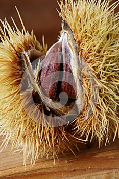 Beautiful background with edible chestnuts Castanea sativa or Castanea vesca