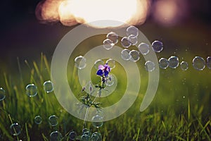 Beautiful background with festive multi-colored, soap bubbles and circles fly and re rain over green shiny grass and a flowering
