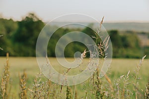 Beautiful background of the field with Wood grass (Sorghastrum nutans) in the foreground