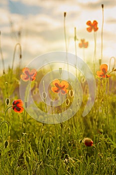 Beautiful background with flowers with blooming poppies. Poppies in the sun. Nature. Floral background