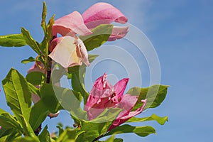 beautiful background flowers spring tenderness texture