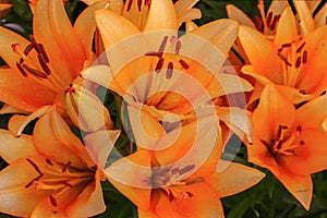 Beautiful background of fresh orange blooming lilies with green leaves in the garden