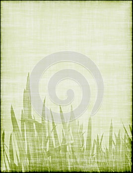 Beautiful background with grass