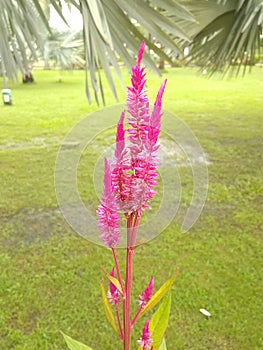 Beautiful background green grass land with macro pink flower