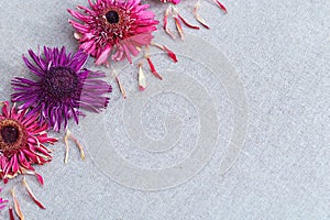 Beautiful background with herbarium from bright dry flowers gerbera. Copy space for text