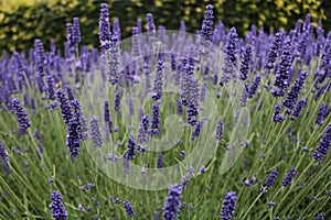 Beautiful background image of beautiful spray of lavender growing in garden