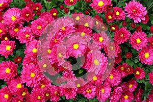 Beautiful background image of bright pink flowers with yellow centers in backyard Autumn garden