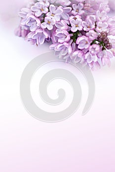 Beautiful, background with lilac flowers