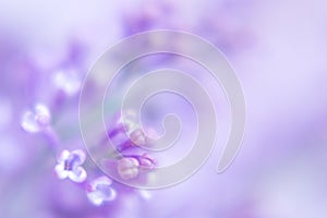 Beautiful background with lilac flowers. Macro photography of lilac with selective focus