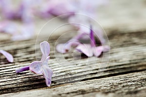 Beautiful background of lilac petals on old dark wooden surface