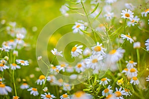 Beautiful background of many blooming daisies field. Chamomile grass