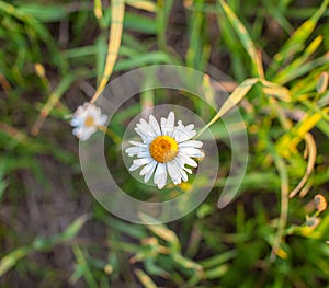 Beautiful background of many blooming daisies field. Chamomile grass