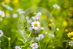 Beautiful background of many blooming daisies field. Chamomile grass