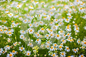 Beautiful background of many blooming daisies field. Chamomile grass