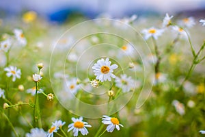 Beautiful background of many blooming daisies field. Chamomile grass