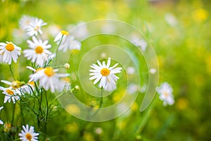 Beautiful background of many blooming daisies field. Chamomile grass